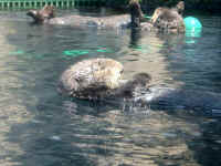 otters.jpg (46243 bytes)